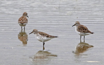 White-rumped Sandpiper 2019-05-07