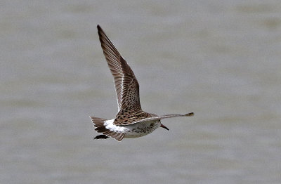 White-rumped Sandpiper 2019-05-07