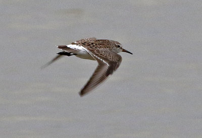 White-rumped Sandpiper 2019-05-07