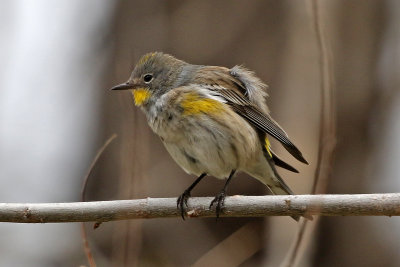 Yellow-rumped Warbler 2019-05-09