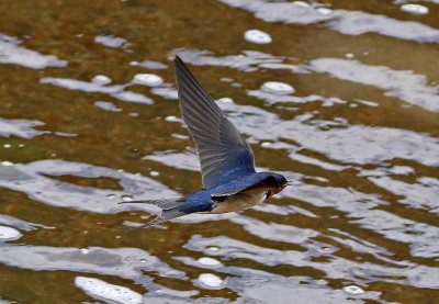 Barn Swallow 2019-05-11