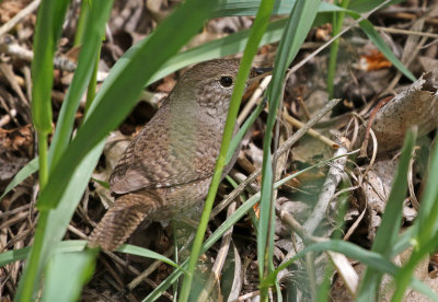 House Wren 2019-05-11