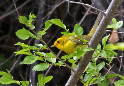 Wilson's Warbler 2019-05-11