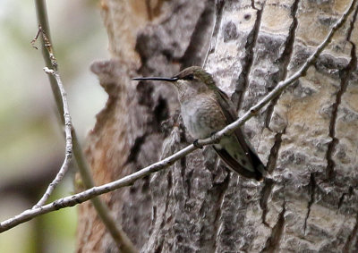 Black-chinned Hummingbird 2019-05-18