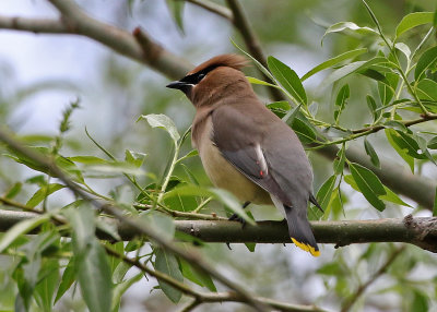 Cedar Waxwing 2019-05-18