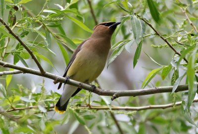 Cedar Waxwing 2019-05-18