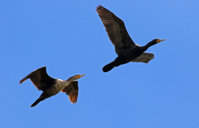 Double-crested Cormorant 2019-05-18