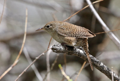 House Wren 2019-05-18
