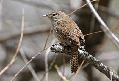 House Wren 2019-05-18