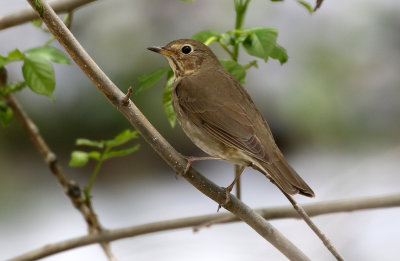 Swainson's Thrush 2019-05-18