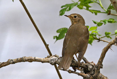Swainson's Thrush 2019-05-18