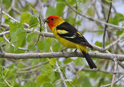 Western Tanager 2019-05-18