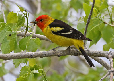 Western Tanager 2019-05-18