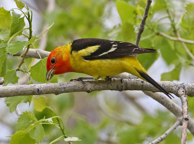 Western Tanager 2019-05-18