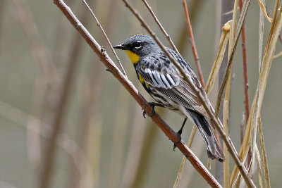 Yellow-rumped Warbler 2019-05-18