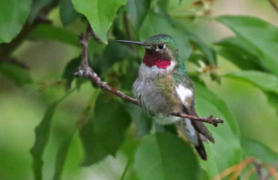 Broad-tailed Hummingbird 2019-05-21