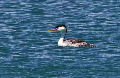 Clark's Grebe 2019-05-25