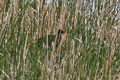 Common Gallinule 2019-05-21
