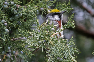 Chestnut-sided Warbler 2019-05-22