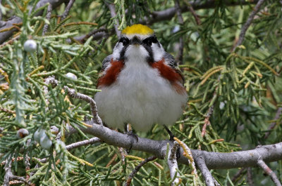 Chestnut-sided Warbler 2019-05-22