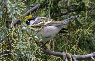 Chestnut-sided Warbler 2019-05-22