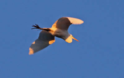 Great Egret 2019-05-22