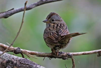 Lincoln's Sparrow 2019-05-23
