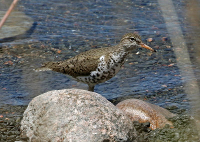Spotted Sandpiper 2019-05-25