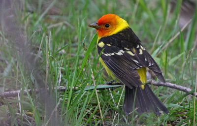 Western Tanager 2019-05-23