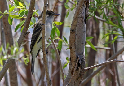 Willow Flycatcher 2019-05-25