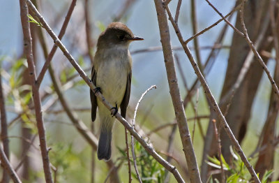 Willow Flycatcher 2019-05-25