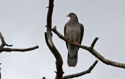 Band-tailed Pigeon 2019-05-29