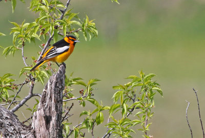 Bullock's Oriole 2019-05-29