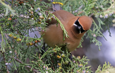 Cedar Waxwing 2019-05-29