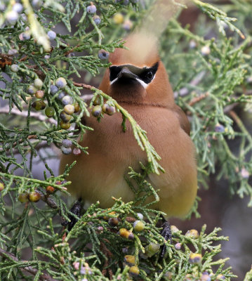 Cedar Waxwing 2019-05-29