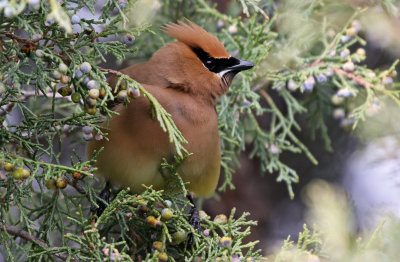 Cedar Waxwing 2019-05-29