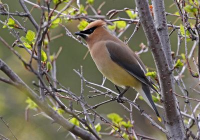 Cedar Waxwing 2019-05-29