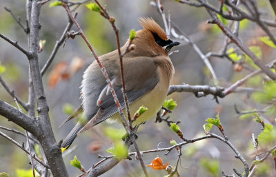 Cedar Waxwing 2019-05-29