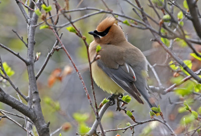Cedar Waxwing 2019-05-29