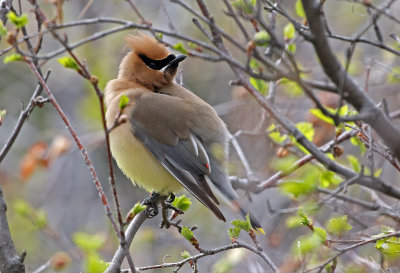 Cedar Waxwing 2019-05-29
