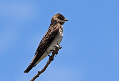 Northern Rough-winged Swallow 2019-05-31