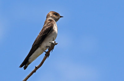 Northern Rough-winged Swallow 2019-05-31