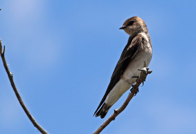 Northern Rough-winged Swallow 2019-05-31