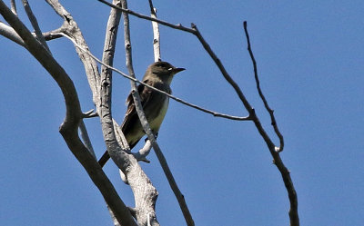 Olive-sided Flycatcher 2019-05-30