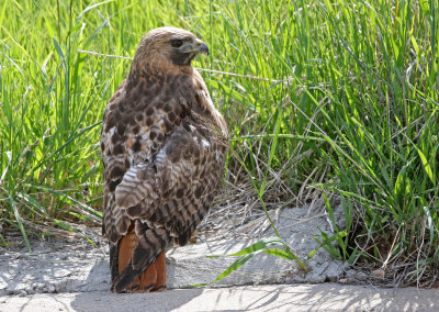 Red-tailed Hawk 2019-05-29