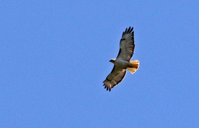 Red-tailed Hawk 2019-05-30