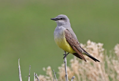 Western Kingbird 2019-05-29