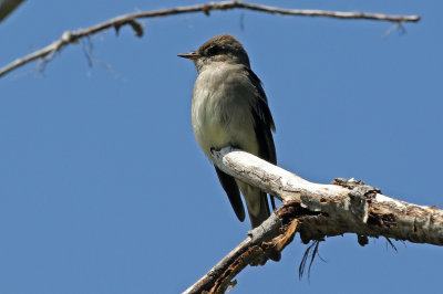 Western Wood-Pewee 2019-05-30