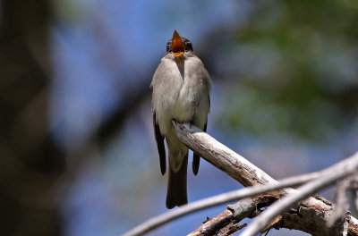 Western Wood-Pewee 2019-05-30