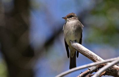 Western Wood-Pewee 2019-05-30